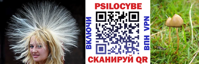 Псилоцибиновые грибы Psilocybe  блэк спрут маркетплейс  Катав-Ивановск  наркошоп 